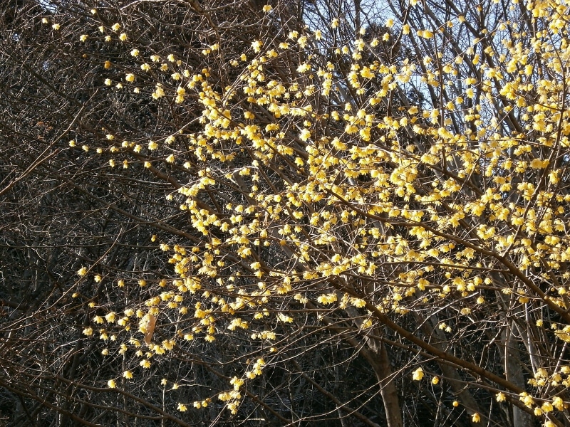 no people, yellow, backgrounds, tree, 720P, tranquility, close-up, robin, plant, nature, plum, vulnerability, outdoors, branch, fragility, sunlight, beauty in nature