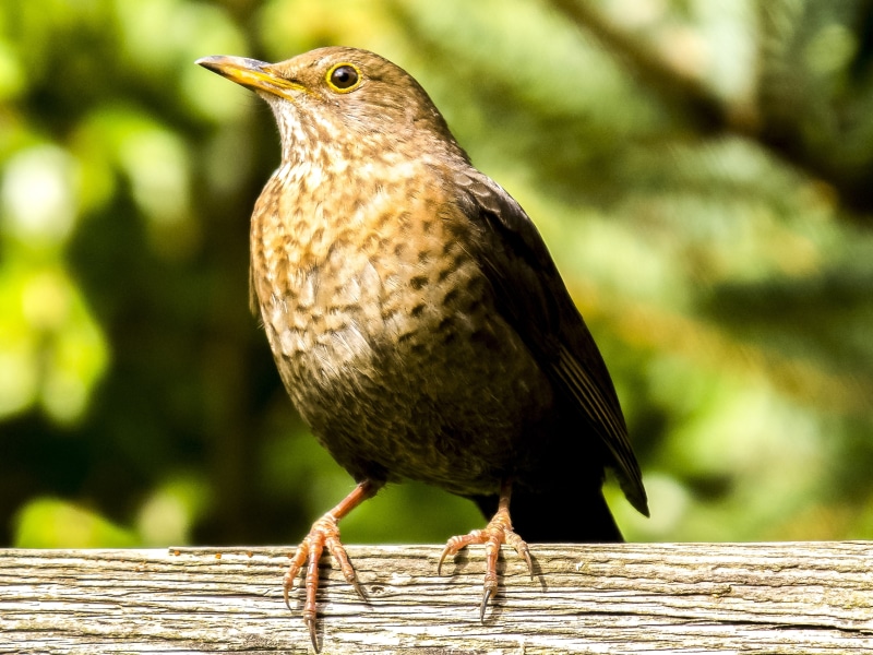 perching, outdoors, plant, animal wildlife, full length, animal, no people, nature, tree, focus on foreground, 4K, one animal, animals in the wild, blackbird