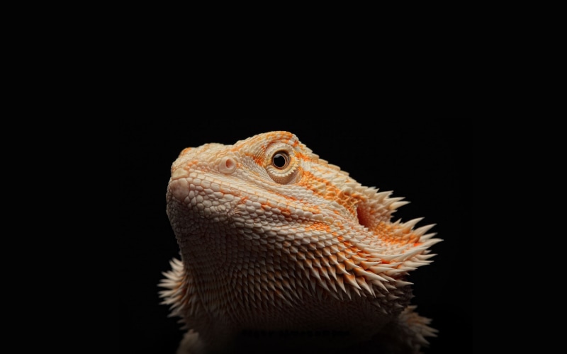 lizard, black, bearded, dragon, animals, hd, 1080P