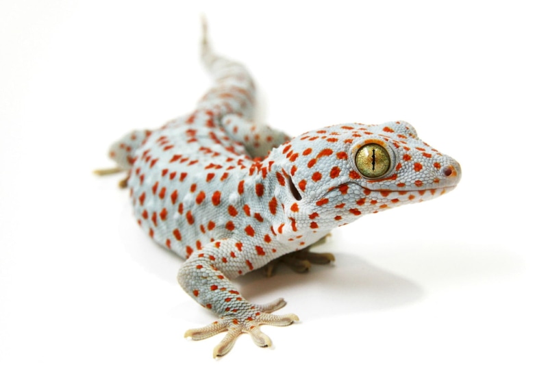 studio shot, indoors, reptiles, reptile, white background, animal themes, animals in the wild, no people, 1080P, animals, copy space, cut out, lizards