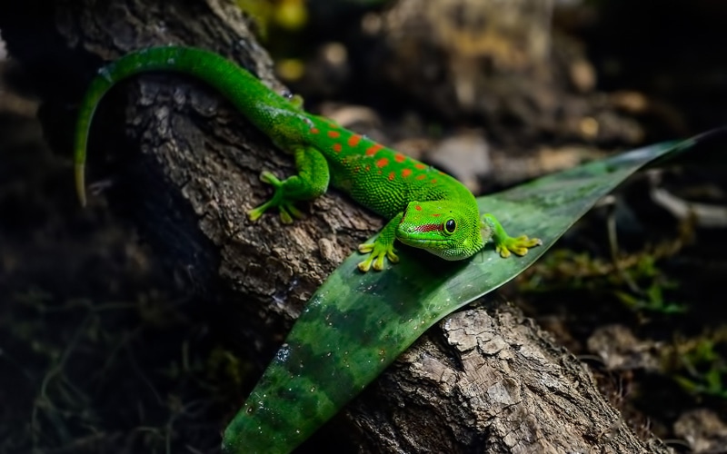 reptiles, k, hd, desktop, lizard, green, animals, images, 4K, mobile, gecko