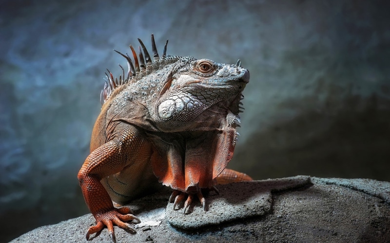 lizards, 1080P, iguana