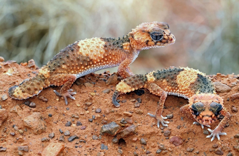 reptiles, animals, lizards, macro, 1080P