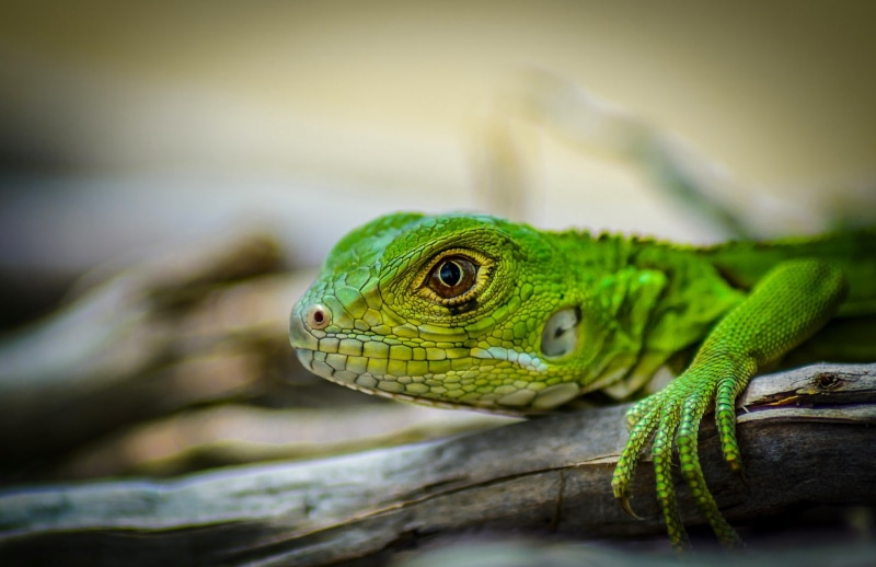 green iguana, green, head, lizard, 1080P, iguana