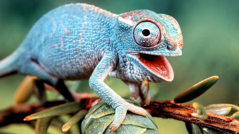 funny, lizard, cute, wild animal, 4K