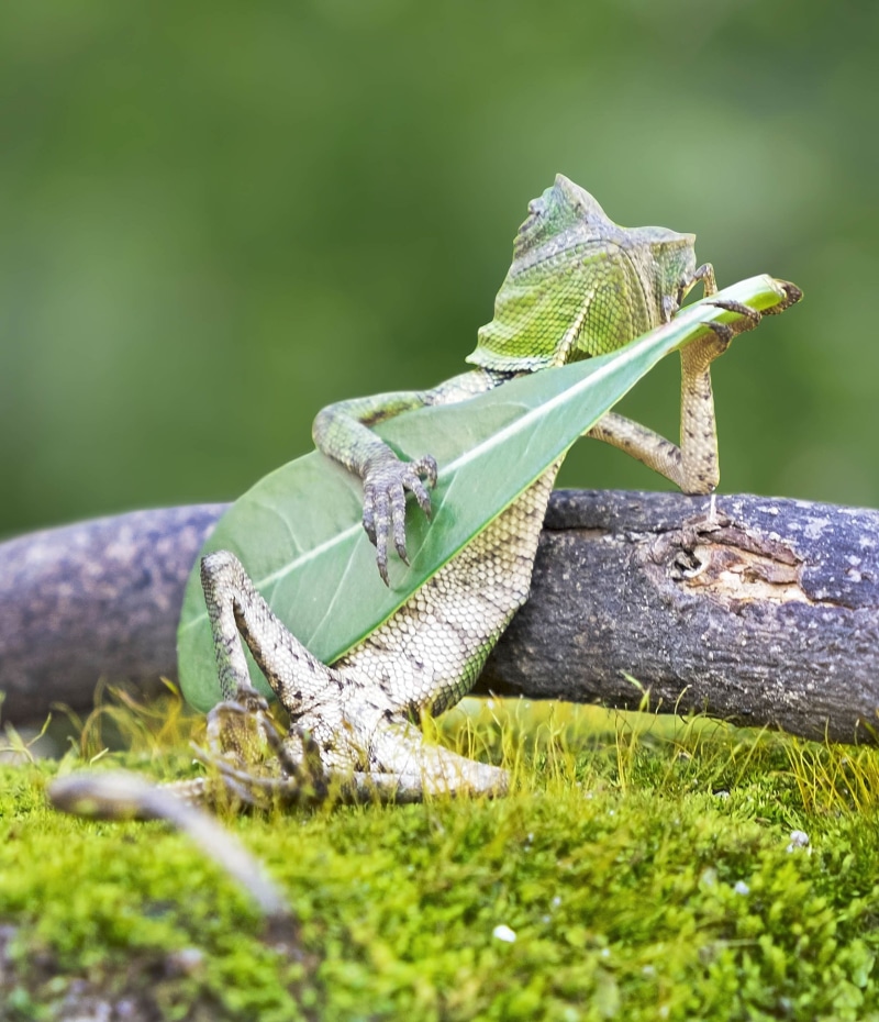lizards, field, beauty in nature, growth, selective focus, lizard, outdoors, grass, leaf, plant part, guitar, plant, moss, sunlight, nature, focus on foreground