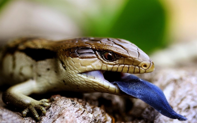 one animal, animal eye, close-up, wildlife, animals, environment, animal body part, animal head, animal, animal mouth, vertebrate, animal themes, reptiles