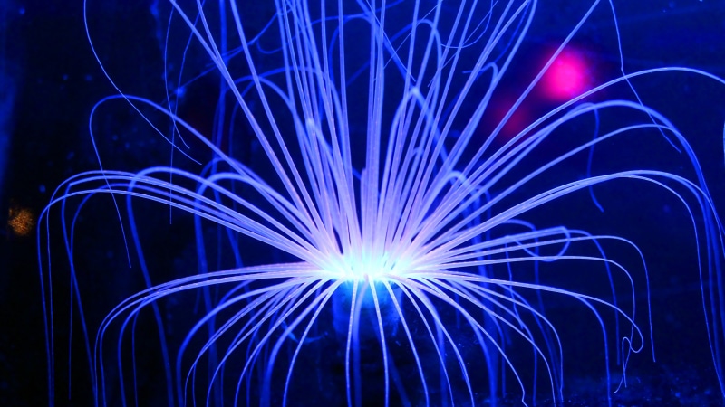 blurred motion, reef, anemone, night, illuminated, florida, background, biology, neon, marine, glowing, life, ocean, vivid, glows, blue, black, star - space