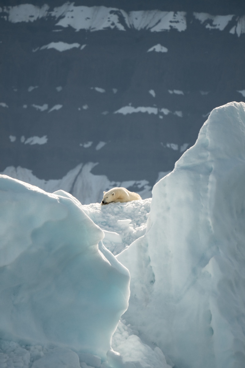 selective, 5K, resting, day, focus, outdoors, daytime, vertebrate, wildlife, bear, animals in the wild, snow, walrus, animal wildlife, mammal, sea life