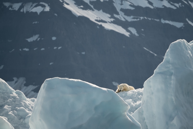 adventure, snow, mammal, seal - animal, mountain goat, iceberg, ice, nature, scenics - nature, water, no people, one animal, animals in the wild, animal wildlife