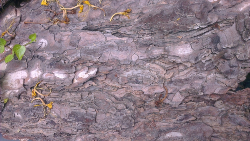 pattern, stone - object, outdoors, backgrounds, no people, textured, extreme close-up, geology, gray, quartz, day, abstract, beauty in nature, growth, nature