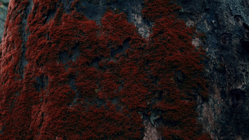 4K, moss, tree bark