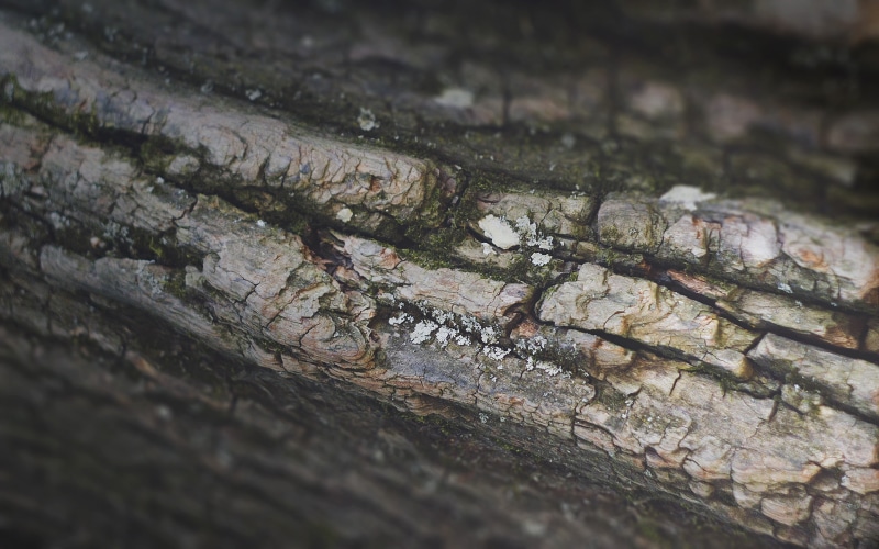 selective focus, trees, trunk, 2K, moss, outdoors, full frame, rough, log, pattern, wood - material, plant, close-up, tree, wood, bark, nature, no people