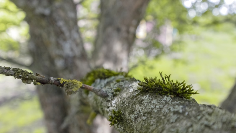 rock, bark, plant, day, moss, growth, nature, focus on foreground, selective focus, outdoors, close-up, beauty in nature, green color, forest, no people