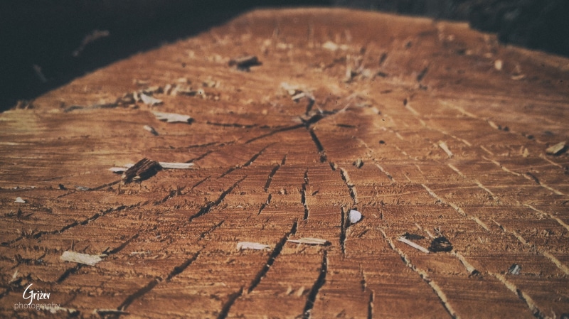 outdoors, wood, tree bark, nature, 4K