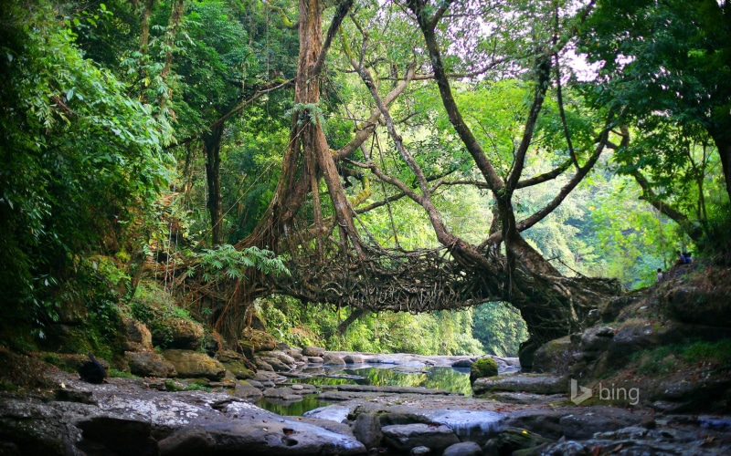 tranquility, tree, trees, non-urban scene, India, green color, flowing, forest, lush foliage, tranquil scene, vines, Meghalaya, river, no people, beauty in nature