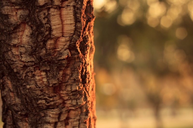 outdoors, 4K, plants, brown, plant, natural condition, day, plant bark, no people, rough, close-up, textured, textured effect, pattern, wood - material