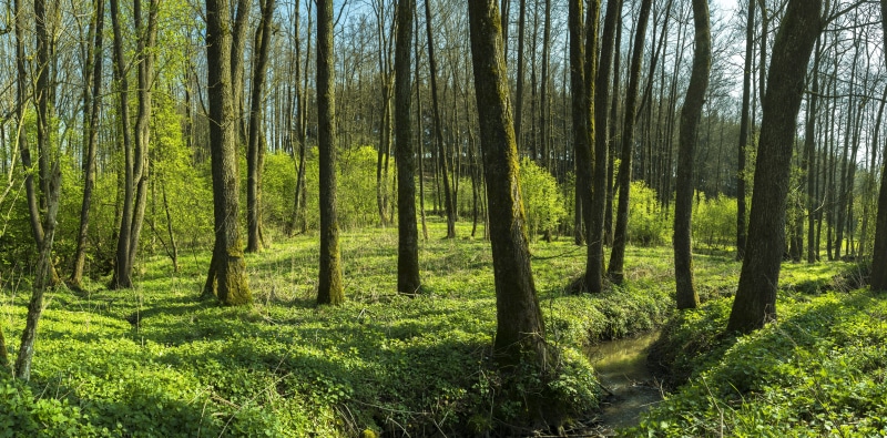 trunk, day, green Color, green, coniferous tree, springtime, woodland, beauty In Nature, tree, brook, branch, landscape, rural Scene, panorama, summer