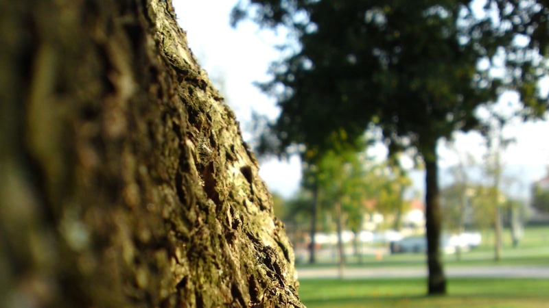 plant bark, 1080P, rough, depth of field, trees, wood - material, sunlight, no people, green, tree, nature, close-up, outdoors, bark, focus on foreground