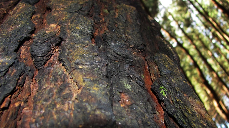 2K, macro, plants, trees, tree bark, leaves, nature, forest
