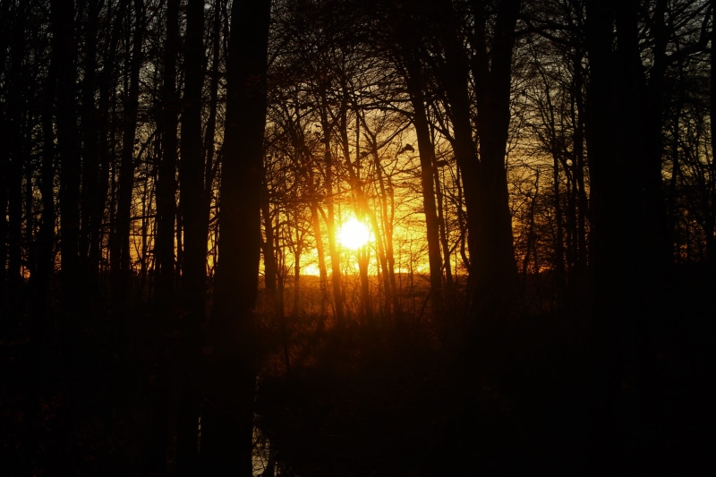 tree, scenics - nature, tranquil scene, tranquility, sunset, beauty in nature, land, evening, nature, sunlight, forest, sky, sunbeam, woodland, tree trunk