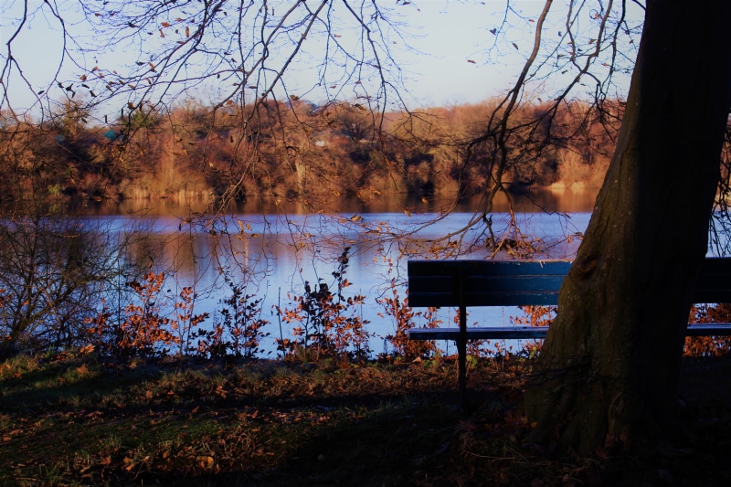 black, banks, forest, tranquil scene, tree bark, water, non-urban scene, plant, lake, house, fall, nature, change, sky, tranquility, scenics - nature, trunk