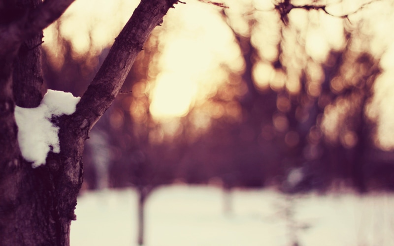 snow, 1080P, tree bark, cold, trees, plants, dusk, winter