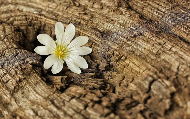 s, tree, flower, bark, widescreen, background, wood, 1080P, fullscreen