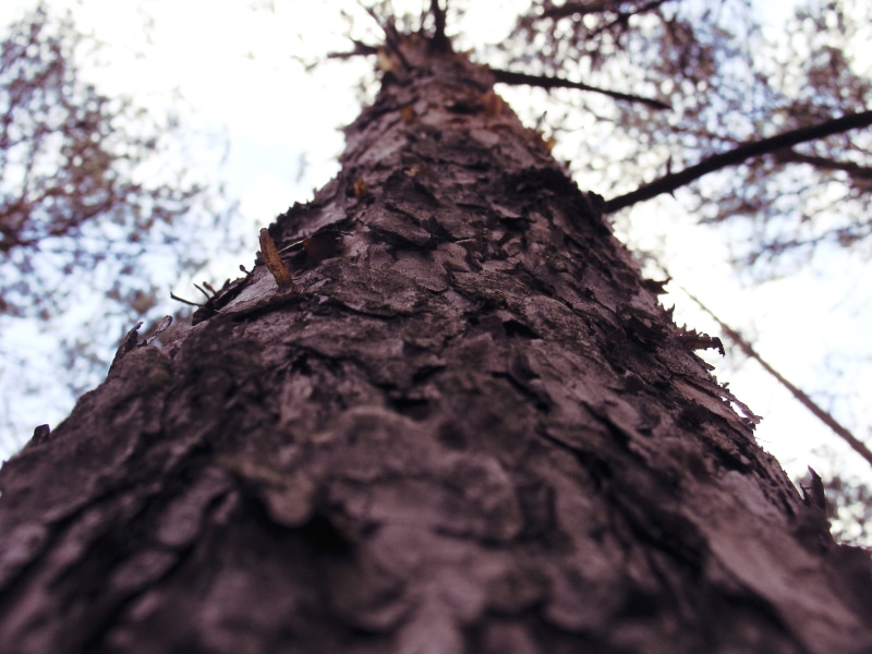 nature, Poland, selective focus, close-up, textured, branch, plant, no people, sky, worms eye view, 2K, outdoors, tree, untitled, bark, tree trunk, beauty in nature
