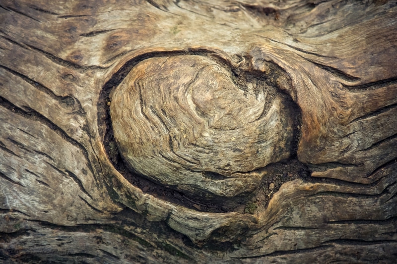 earth tones, tree, forest, log, 4K, no people, structure, wood, wood grain, abstract, natural pattern, wooden structure, pattern, rough, tree trunk, outdoors