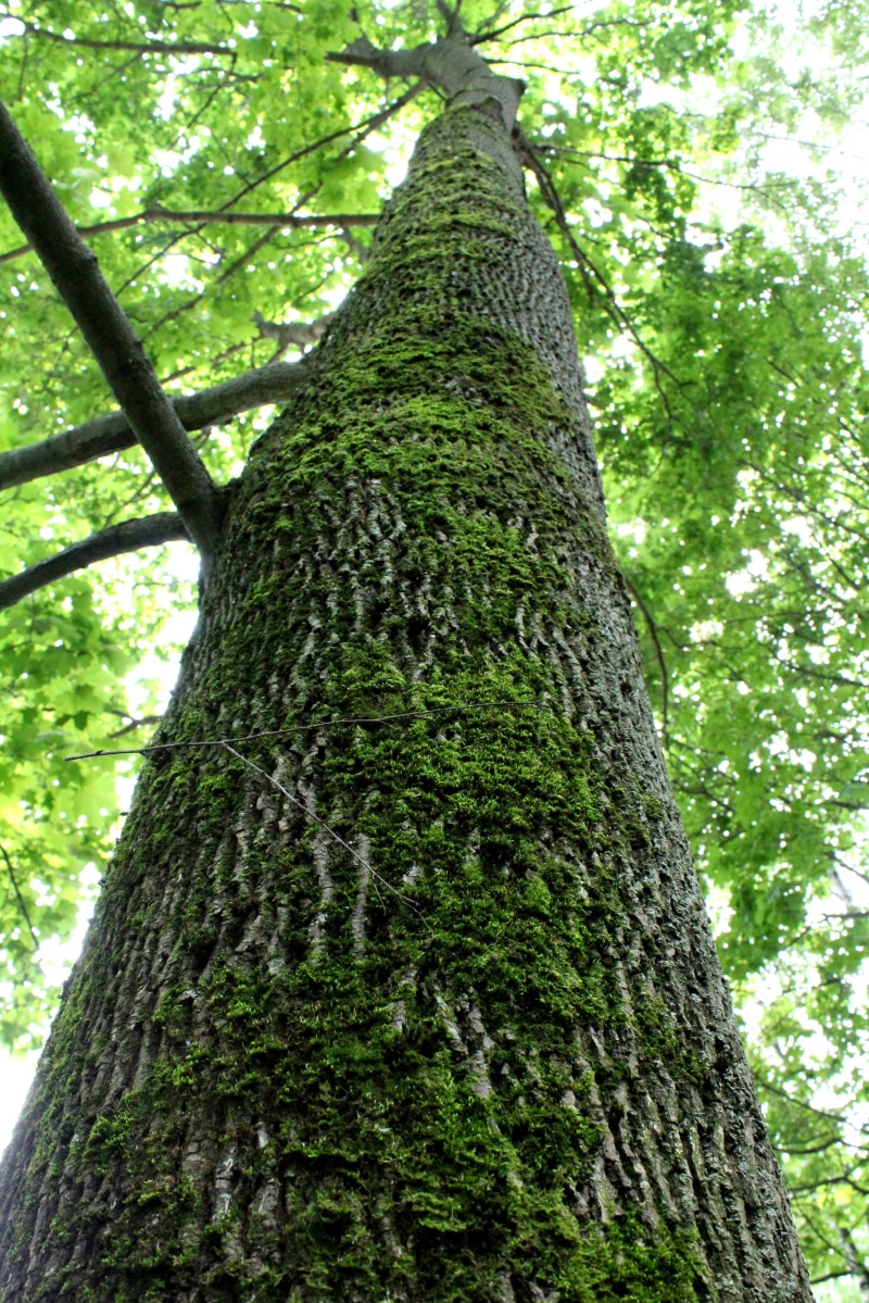 green color, growth, tree canopy, tranquility, tree trunk, branch, tall tree, low angle view, forest, textured, bark, beauty in nature, plant bark, 4K