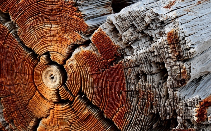 timber, nature, log, wood - material, tree, trunk, backgrounds, wood grain, texture, 1080P, photography, day, closeup, rough, full frame, wood, outdoors