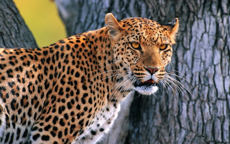 large, feline, vertebrate, forest, nature, bark, safari Animals, animal themes, animal, spotted, africa, african Leopard, close-up, wood, portrait, tree