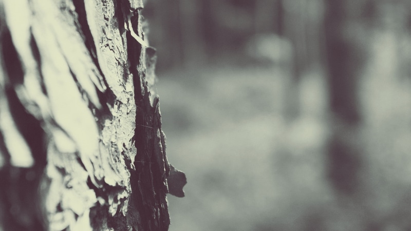 scenics, 2K, plants, nature, wood - Material, abstract, plant, monochrome, textured effect, tree, brown, bark, day, trees, trunk, beauty In Nature, full frame