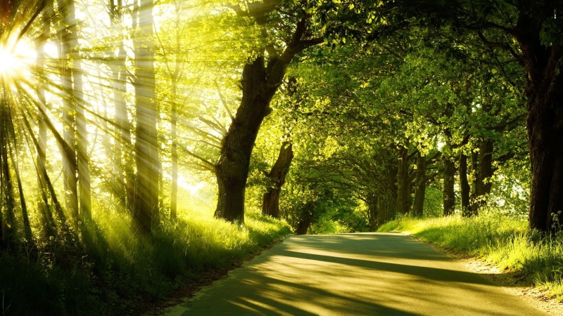 sunlight, scenic, grass, road, tranquility, summer, diminishing perspective, path, sun, sunny, peaceful, day, fall, leaf, forest, shadow, scenery, plant