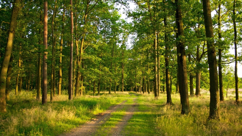 beauty in nature, the way forward, treelined, greenery, wood, land, footpath, trees, trunk, outdoor, diminishing perspective, nature, environment, rural