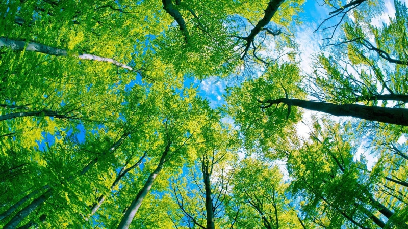 maple, directly below, wood, tree canopy, leaves, april, colorful, autumn, landscape, scenics - nature, grass, outdoors, land, yellow, park, greenery, spring