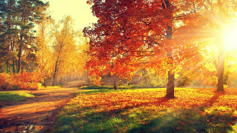 grass, autumn leaves, park, landscape, grove, autumn colors, sunbeam, deciduous, sunshine, forest, sun, tree, sunny day, nature, autumn, sunlight, 4K