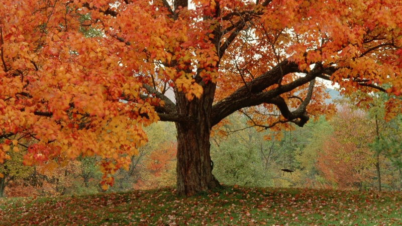 leaves, no people, trees, change, sky, nature, wood, orange color, maple leaf, plant part, grass, tree, plant, tree trunk, foliage, growth, fall, spring