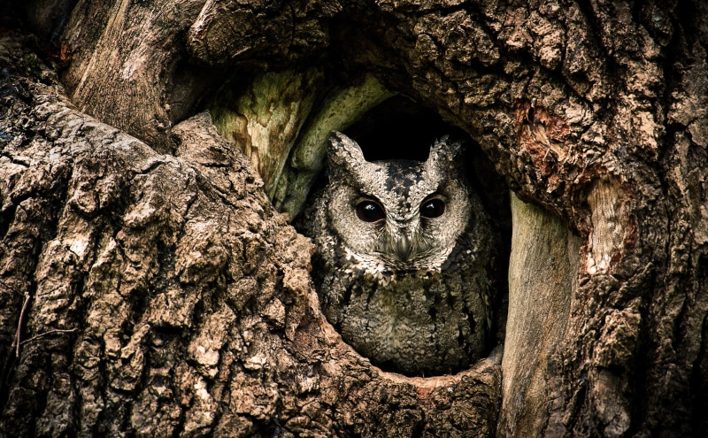 Wild, China, Brown, 5K, TypicalOwls, tree trunk, Photography, plant bark, Taiwan, Tree, wildlife, mammal, bark, trunk, TrueOwls, animal head, Breed, OtusLettia