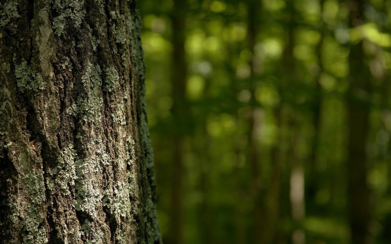 plant, bamboo - plant, trunk, close-up, land, woodland, trees, day, 720P, growth, focus on foreground, no people, nature, tree trunk, tree, tranquility