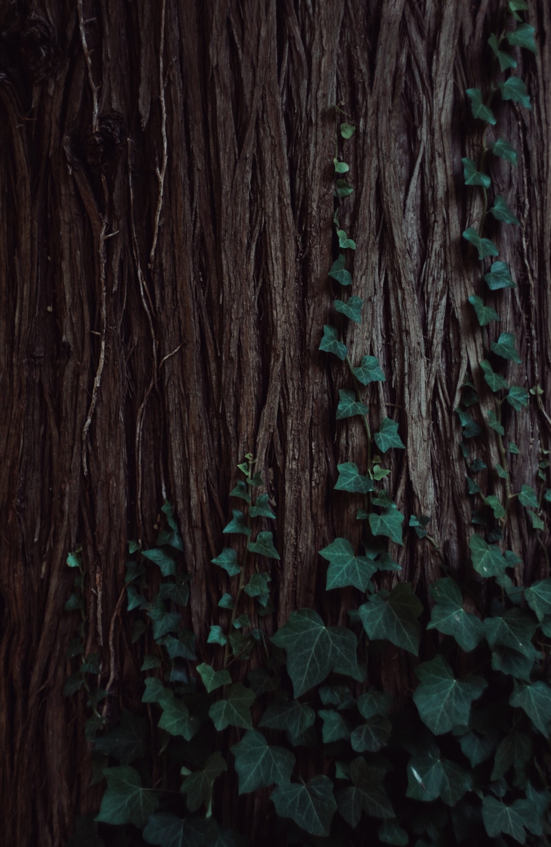 slide, close-up, tree trunk, hole, leaf, land, handrail, day, leaves, wood - material, wood, montpellier, nature, vine, ivy, tranquility, bark, banister