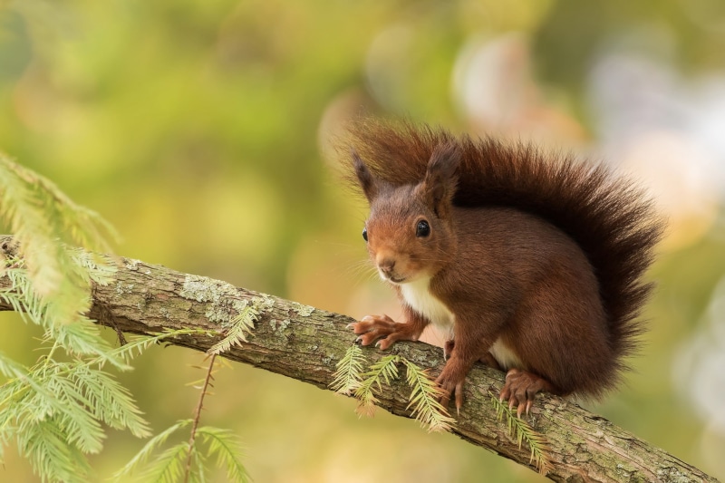 tree, nature, whisker, close-up, one animal, branch, animal wildlife, animals in the wild, animal themes, tree trunk, rodent, mammal, plant, focus on foreground