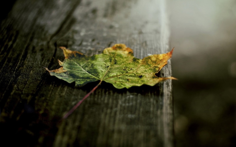 dry, beauty in nature, change, leaf, falling, green, wood - material, no people, autumn, natural condition, fragility, nature, wood, tree, day, close-up