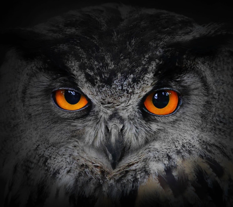 owl, gray, portrait, yellow eyes, animal, animal wildlife, indoors, looking at camera, eye, animal eye, bird of prey, black, alertness, bird, close-up