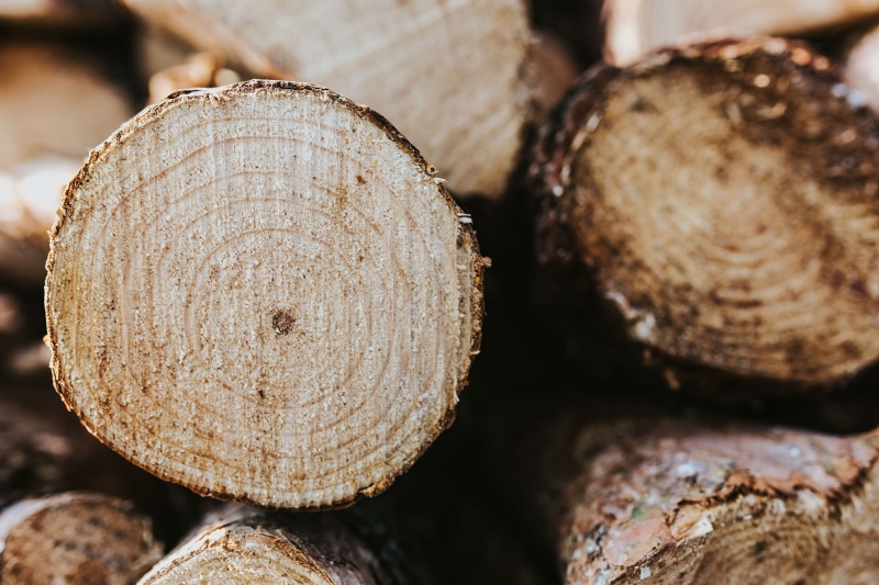 backgrounds, close-up, woodland, deforestation, bark, heap, woodpile, environmental issues, pattern, nature, cross Section, tree ring, no people, focus on foreground