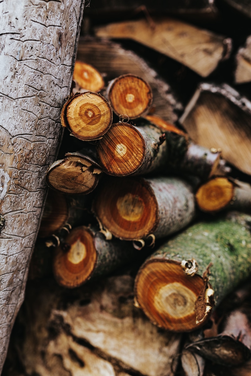 nature, bark, wood - Material, selective focus, indoors, wine, woodpile, firewood, tree Trunk, textured, woodland, food, 5K, log, close-up, timber, trunks