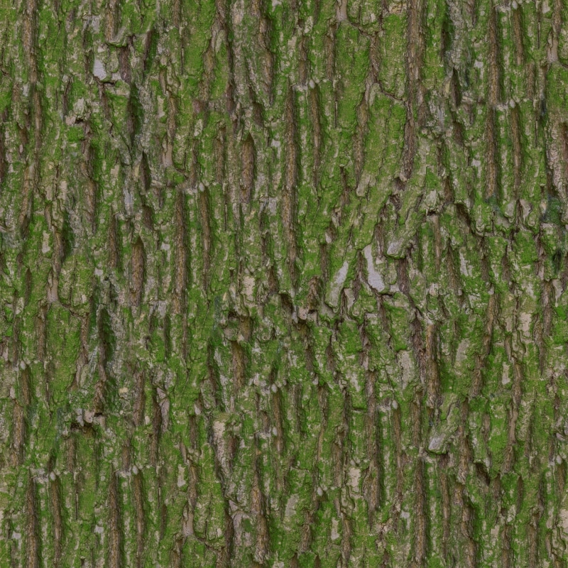 rough, green, pattern, color, base, basecolor, day, Albedo, tree, 1080P, Moss, bamboo - plant, wood - material, trunk, plant bark, forest, land, 2048