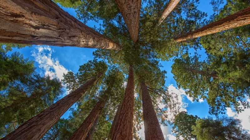 tree, 720P, forest, green, redwood, sequoia