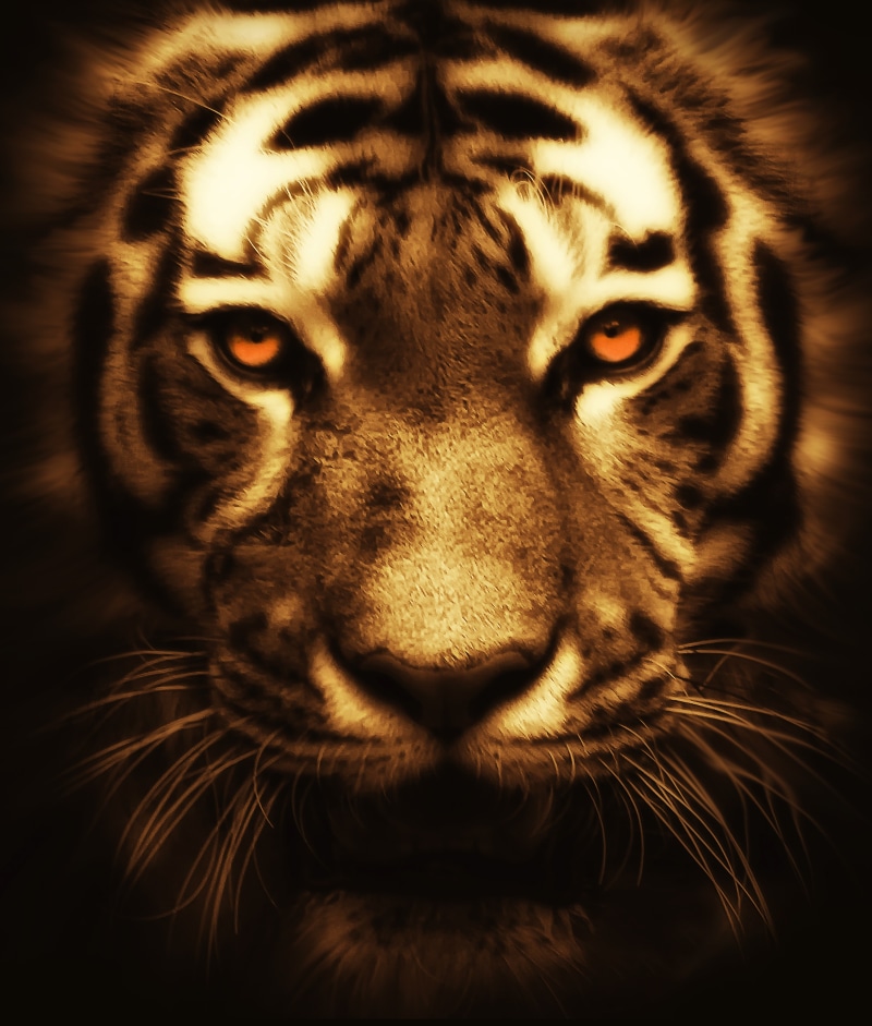safari, tiger, big, orange, nature, look, wildcat, eyes, no people, animal wildlife, asia, photography, front, undomesticated Cat, animals in the wild